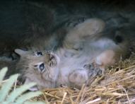 Lynx kittens 07 calendar
