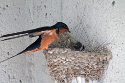 Barn swallows 06