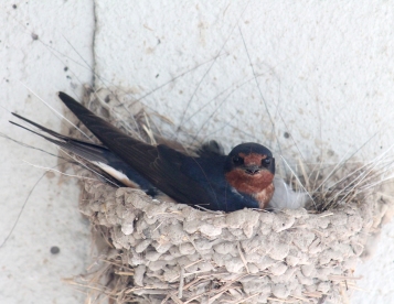 Barn swallows 19