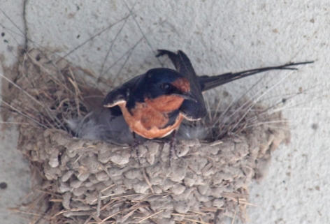 Barn swallows 20