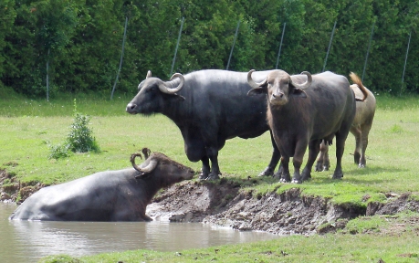 Water buffalo 08