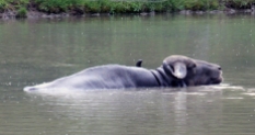 Water buffalo 12