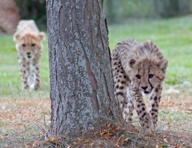 Cheetah cubs 10 calendar