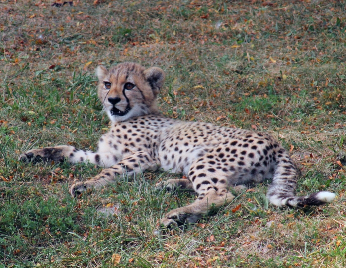 Cheetah cubs 14 calendar