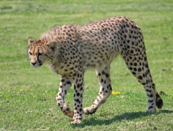 Cheetahs 13