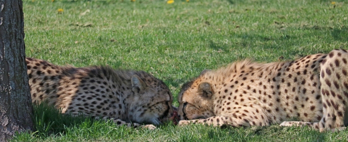 Cheetahs 14