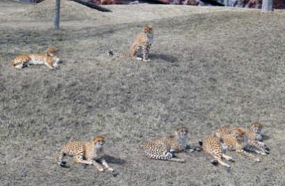 Cheetahs 20