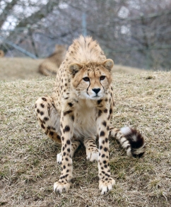 Cheetahs 28