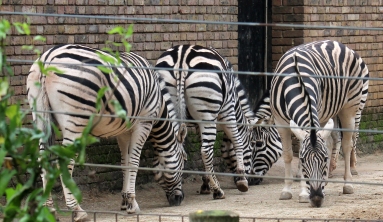Chapmans Zebras