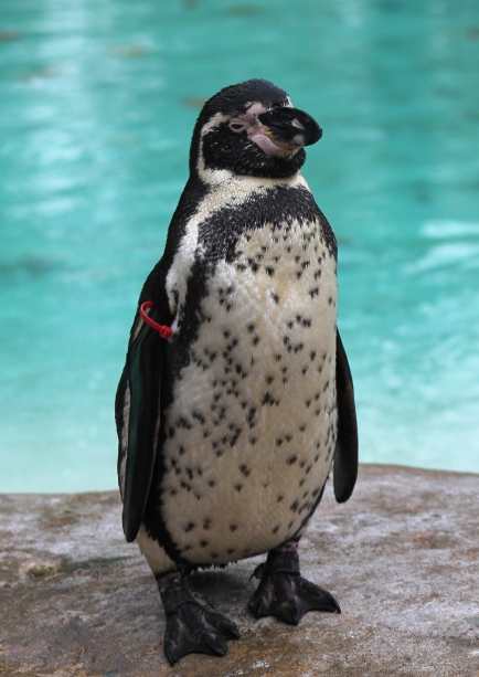 Humboldt penguin 2