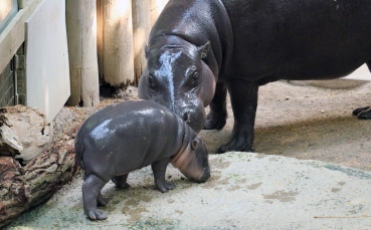 Pygmy hippos 22