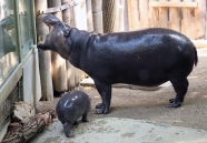 Pygmy hippos 23