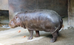 Pygmy hippos 39