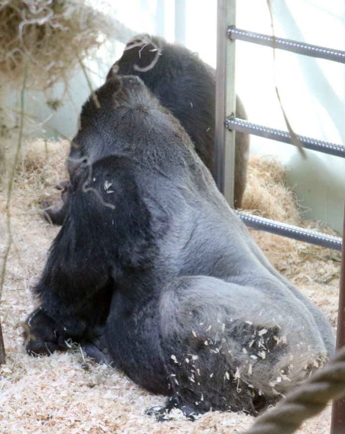 Gorilla baby 36