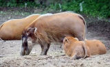 Red river hogs 1
