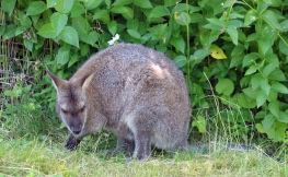 Wallaby Stevie 2