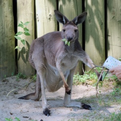 Kangaroo Wild Encounter 06